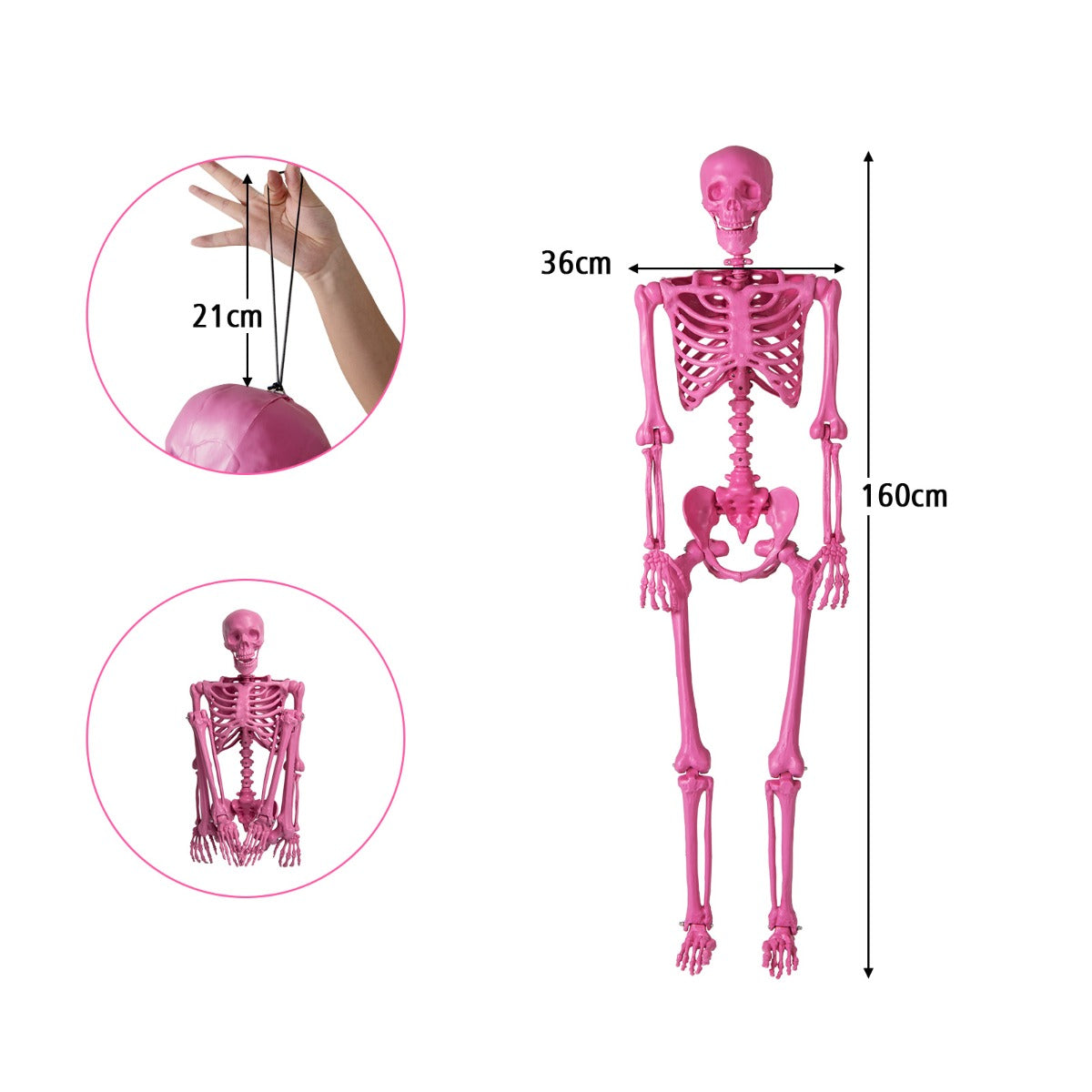 Halloween – skelett, livsstort, poserbart med rörliga leder, dekoration – 160 cm – Rosa