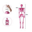 Halloween – skelett, livsstort, poserbart med rörliga leder, dekoration – 160 cm – Rosa